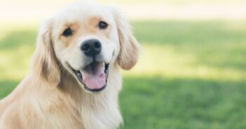 Overvejer du at købe hund? Sådan bliver du klar